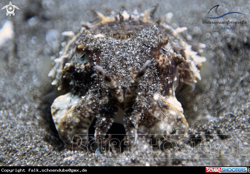 A broadclub cuttlefish