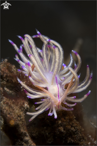 A Phyllodesmium opalescens | nudibranch