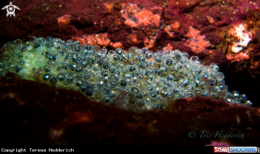 A Greenling Eggs