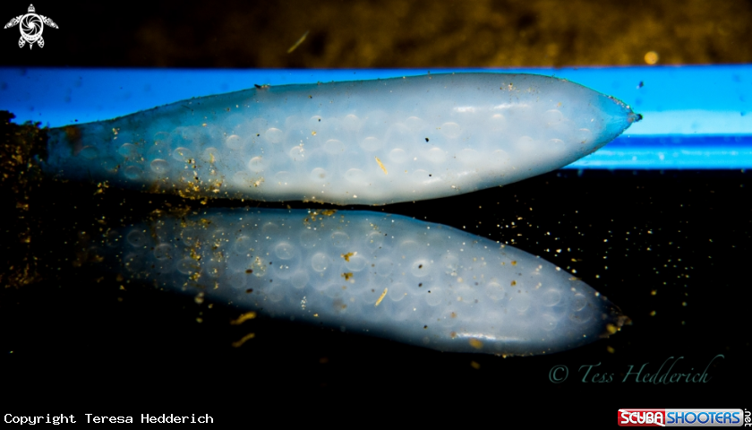 A Opalescent Squid Eggs