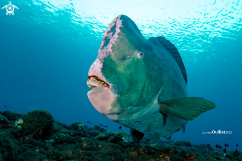 A bumphead Parotfish