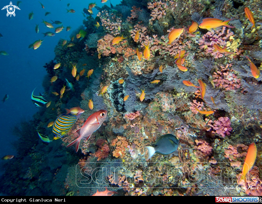 A Reef fishes, corals