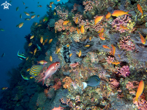 A Reef fishes, corals