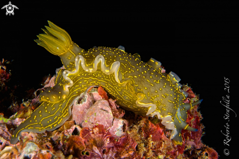 A Felimare picta | Nudibranch