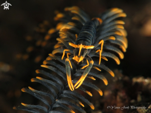 A Crinoid shrimp