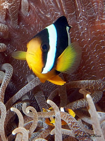 A Amphiprion clarkii | Clownfish
