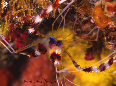 A Banded Coral shrimp (Boxing Shrimp)