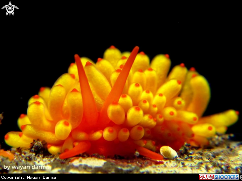 A banana nudibranch 