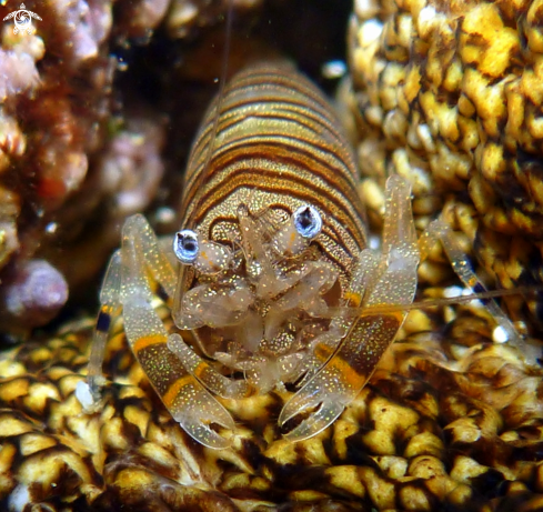 A bumblebee shrimp