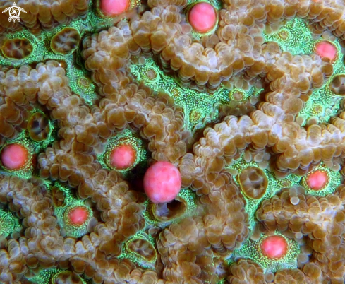 A spawning corals