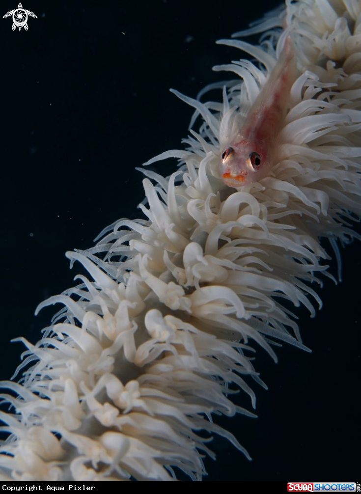 A Whip Coral Gobi