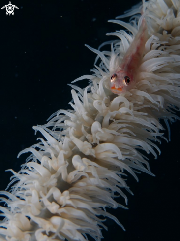 A Whip Coral Gobi