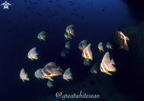 A Longfin Batfish School