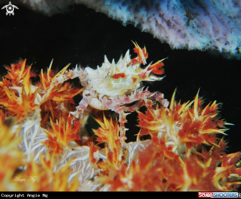 A Soft coral crab