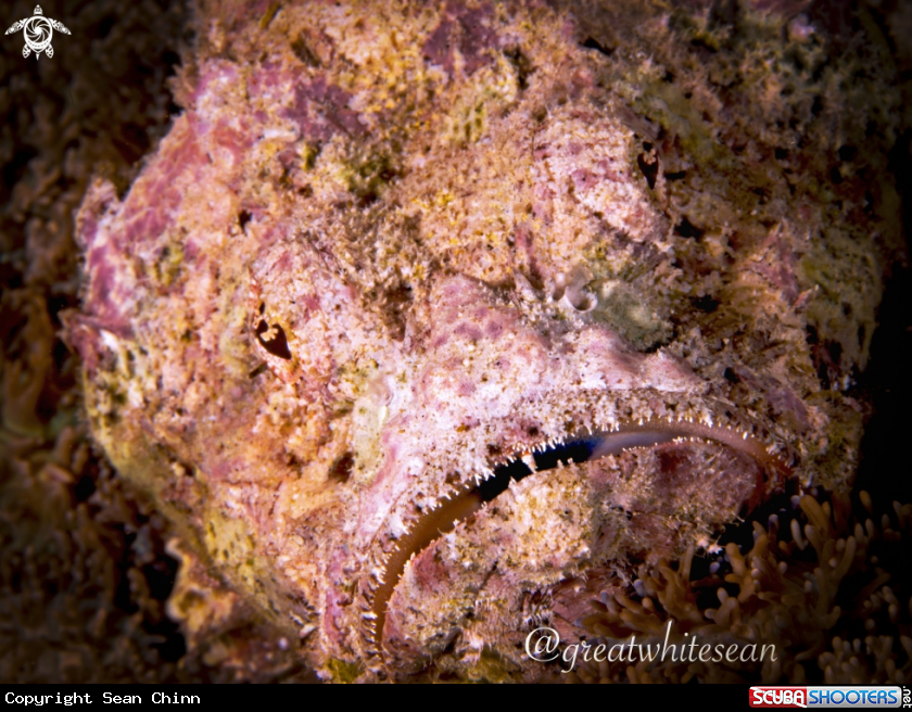 A Devil Scorpionfish