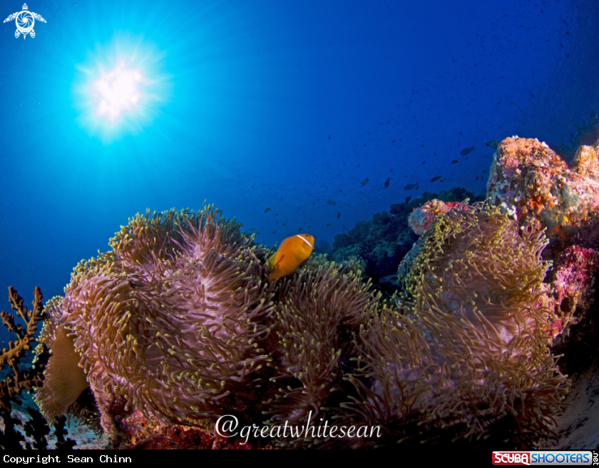 A Maldive Clownfish and Anemone