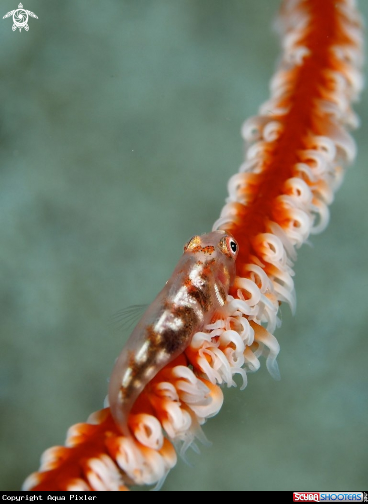 A Wire Coral Gobi