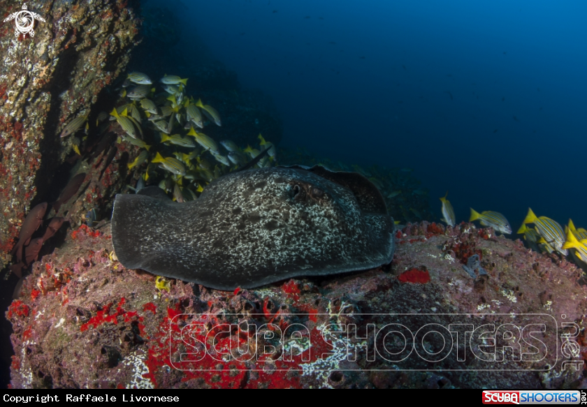 A Spotted sting ray