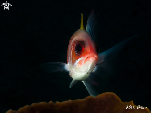 A Soldier fish