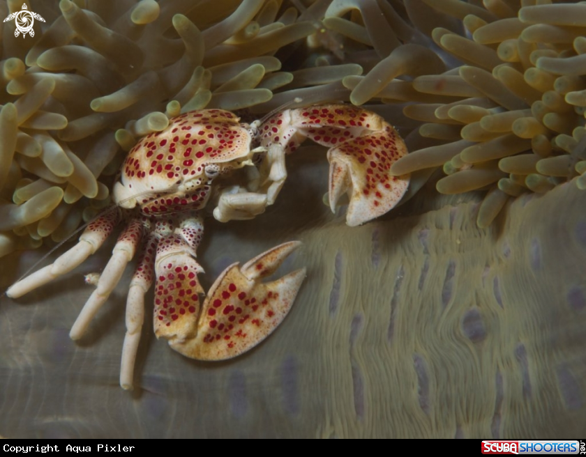 A Porcelain Crab