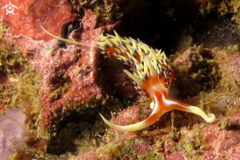 A Phidiana Indica | Nudibranch