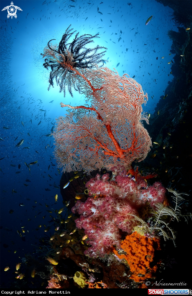 A sponges, seafans, soft corals and crinoid