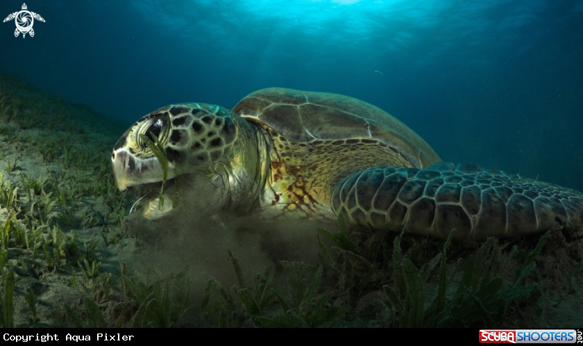 A Green Turtle