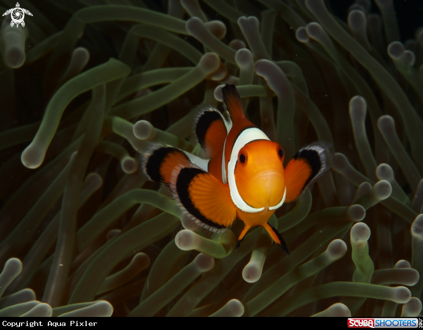 A Nemo