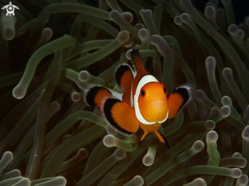 A Amphiprion ocellaris | Nemo