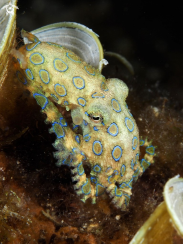 A Hapalochlaena lunulata | Blue Ringed Octopus