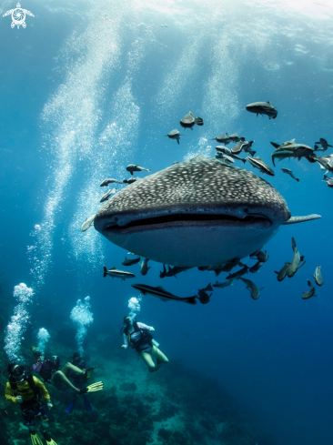 A Rhincodon typus | Whale Shark