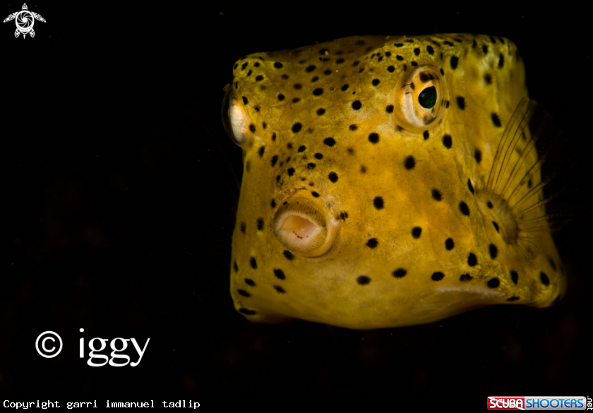 A boxerfish