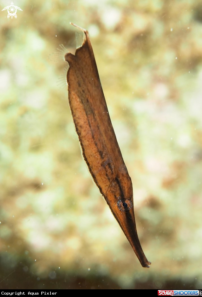 A Razorfish