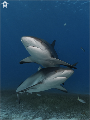 A Carcharhinus perezii | caribbean reef shark