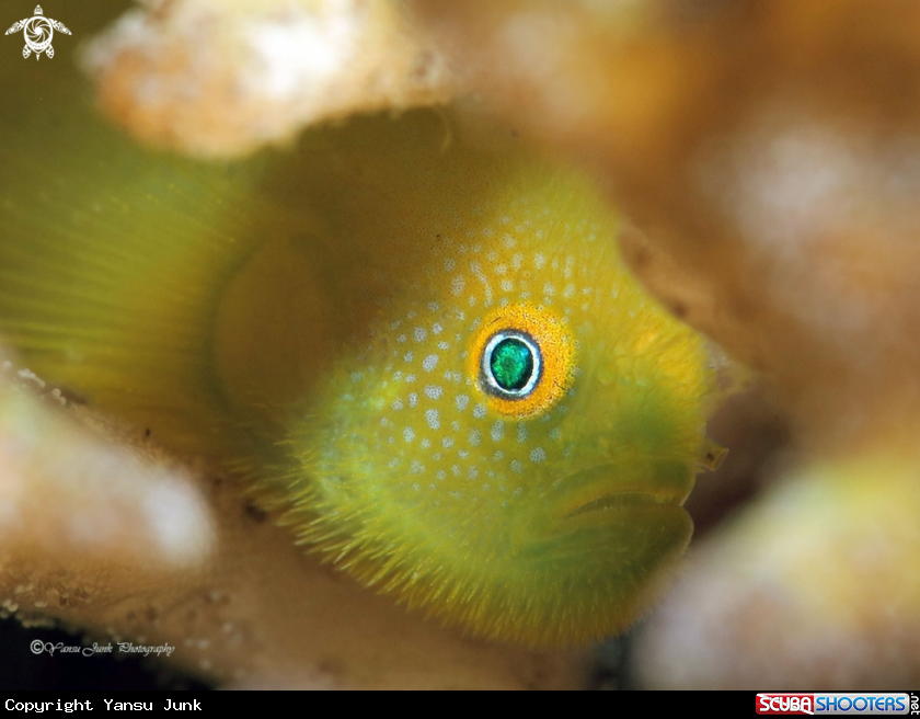 A Hairy Goby
