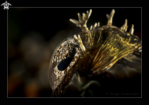 A Papilloculiceps longiceps | 3D Eye
