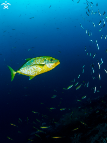 A Carangoides bajad | Orangespotted Trevally