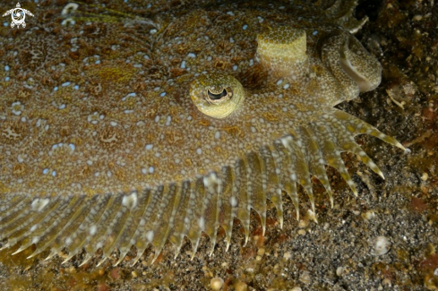 A Bothus mancus | Flowery  Flounder