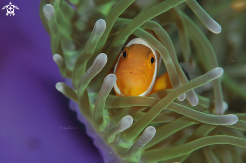 A Amphiprioninae | ClownFish