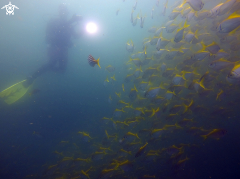 A School of Yellow Tail