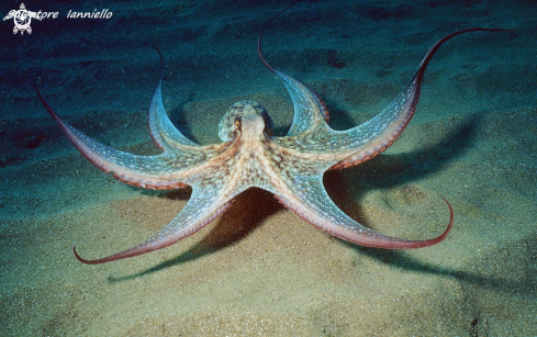 A Octopus vulgaris | 
