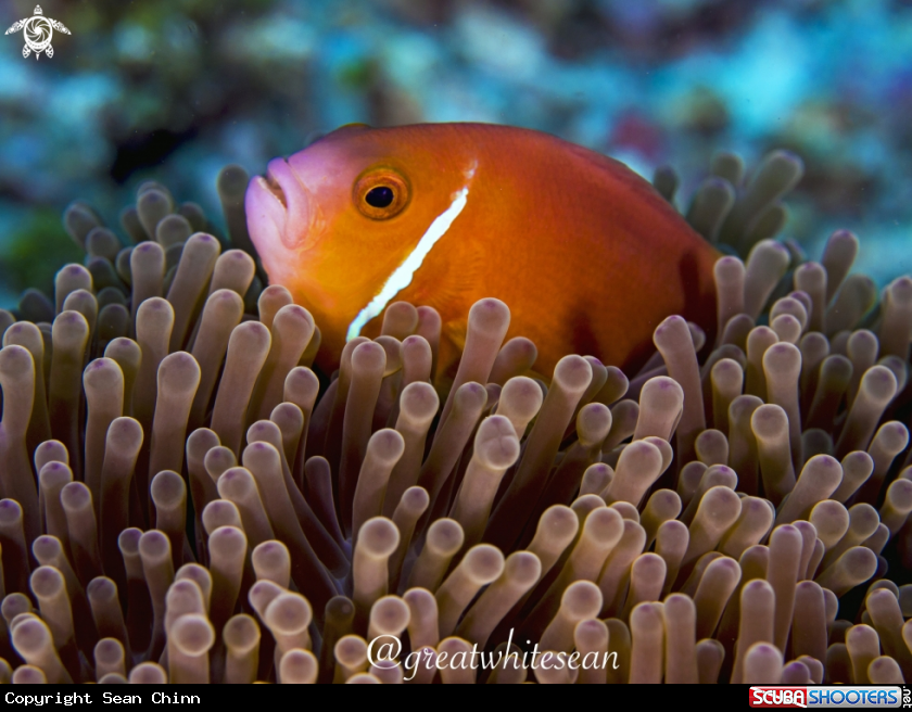 A Maldive Clownfish and Anemone