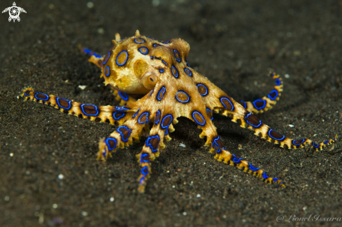 A Blue O Ring Octopus