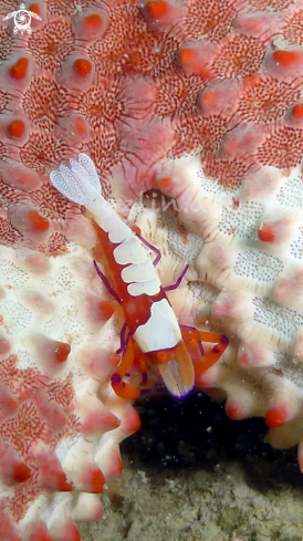 A Emperor shrimp