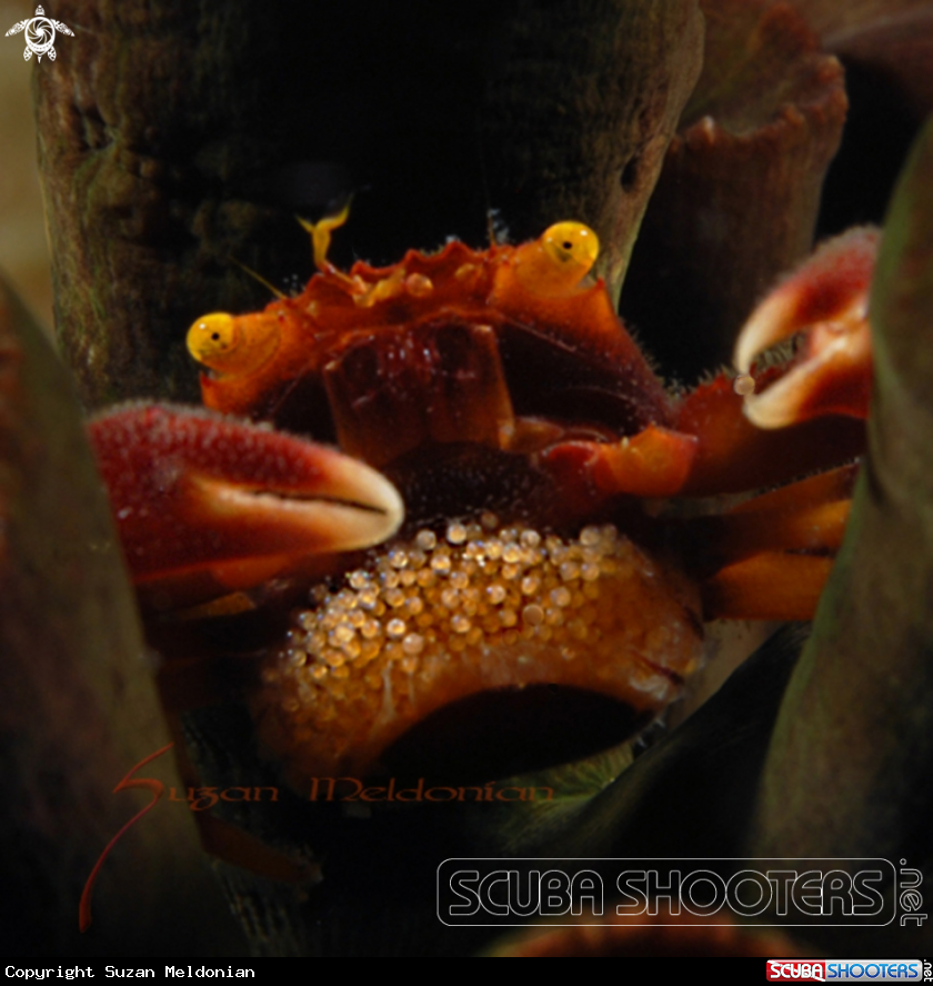A Black Coral Crab holding egg