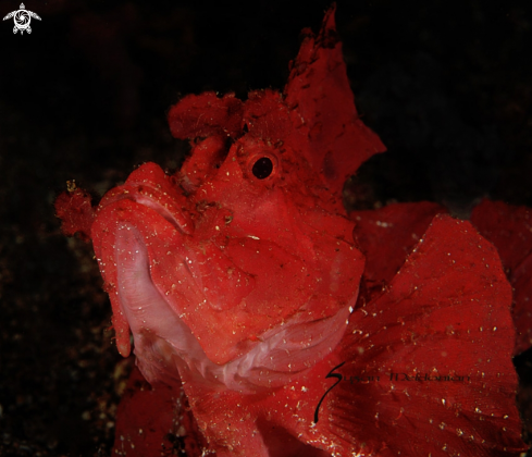 A Rhinopias frondosa  | Weedy Scorpionfish