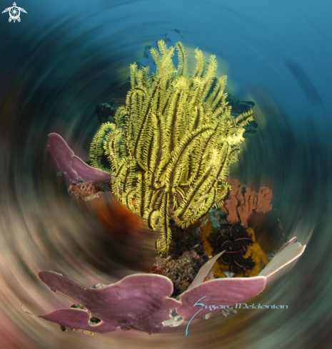 A Comaster schlegelii | Yellow Crinoid & Leafy Coral