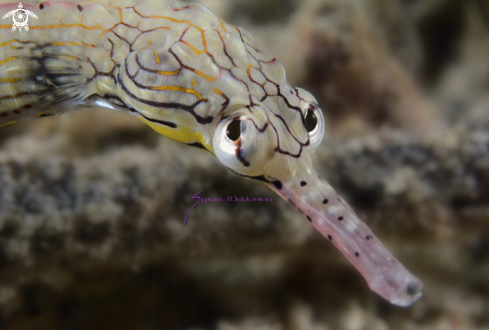A Corythoichthys flavofasciatus | Network Pipefish