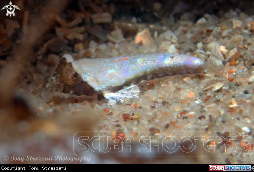 A Painted dragonet