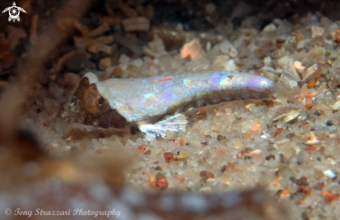 A Painted dragonet